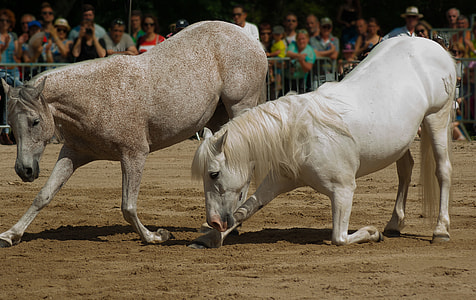 two grey and white horses thumbnail