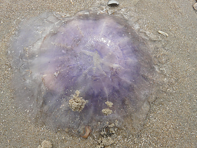 Jellyfish, Blue Jellyfish thumbnail
