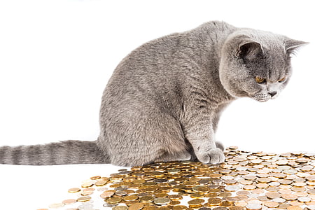 gray tabby cat on on coins thumbnail
