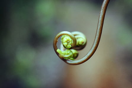 nature, plant, leaf, close up thumbnail