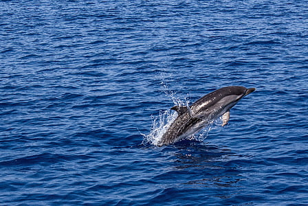 gray dolphin leaping over water during daytime thumbnail
