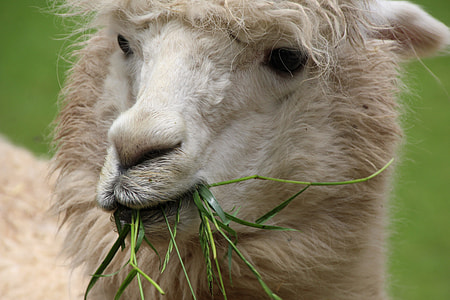 close-up photo of white lamb thumbnail