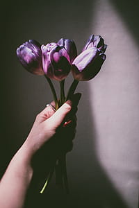Person Holding Purple Tulips thumbnail
