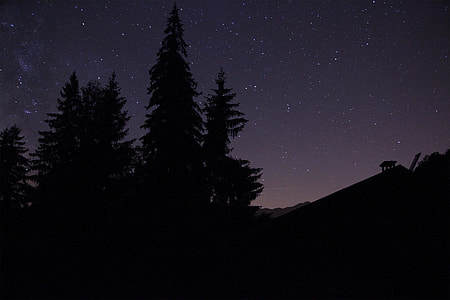 stars and trees at nighttime thumbnail