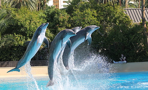 time-lapse photo of four dolphins jumping out of the swimming pool thumbnail
