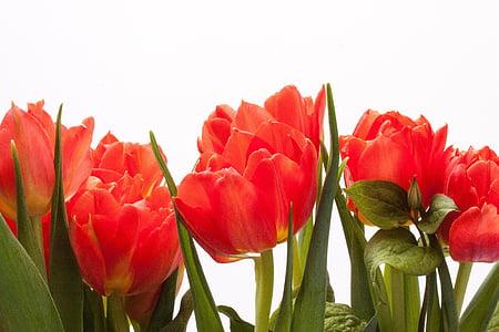 red tulip flowers thumbnail