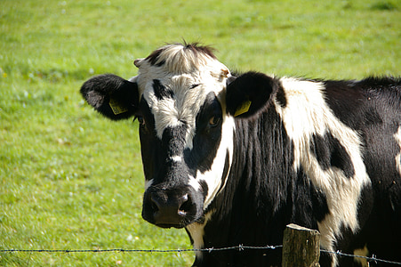 white and black cow near wire fence thumbnail