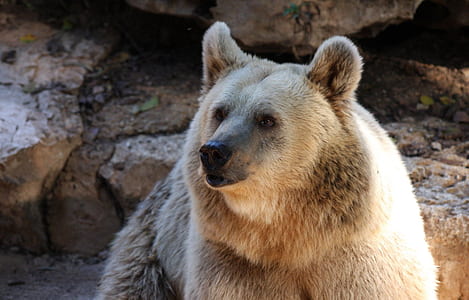 white bear thumbnail
