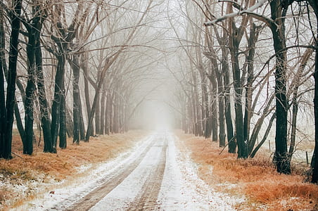 road between bare trees thumbnail