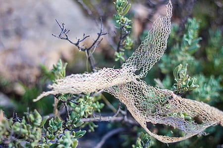 Shallow Focus of White Lace on Green Plant thumbnail