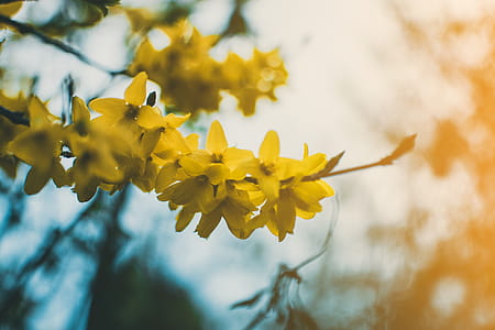 Shallow Focus Photography of Yellow Flowers thumbnail