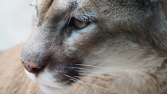 closeup photo of brown animal thumbnail
