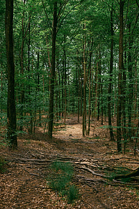 Forest path thumbnail