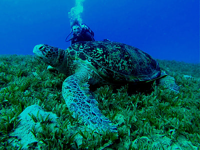 underwater photography of diver beside sea turtle thumbnail