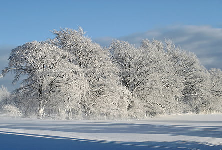 tree with snow thumbnail