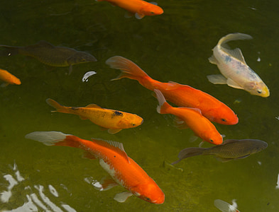 shoal of koi and gold fishes thumbnail