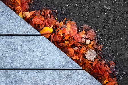 dried leaves on black asphalt road thumbnail