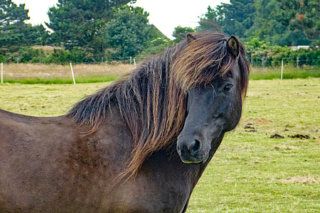 brown horse thumbnail