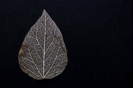 close-up of grey leaf against black background thumbnail