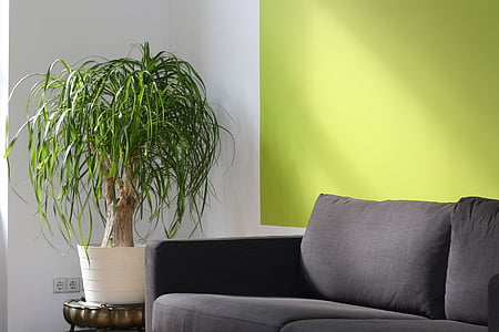 gray sofa beside the green linear plant thumbnail