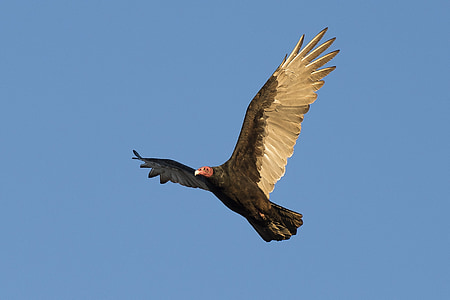 bird in mid air thumbnail