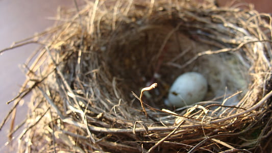 White Egg on Nest thumbnail