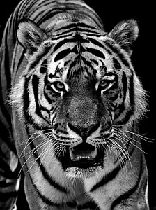 grayscale photo of bengal tiger thumbnail