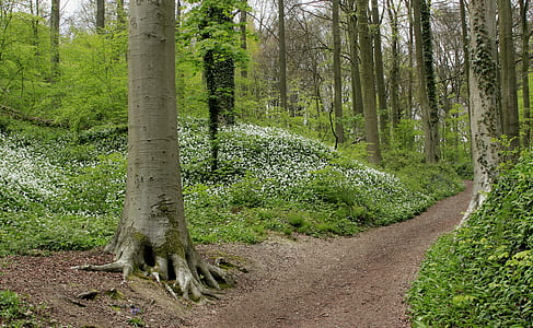 pathway beside green grass and trees thumbnail