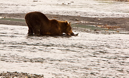 brown bear on body of water thumbnail