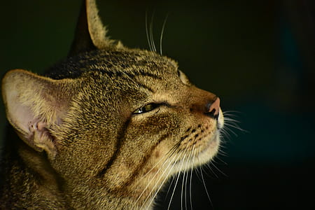 close-up photography of short-furred brown cat thumbnail