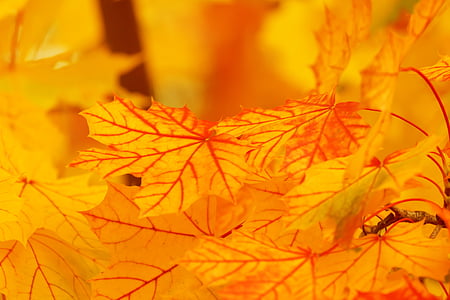 orange maple leaves thumbnail