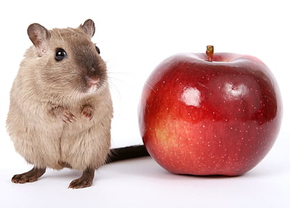 red apple beside brown rat closeup photography thumbnail