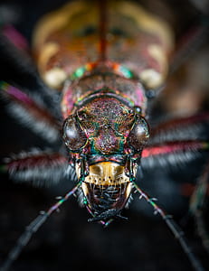 macro photography of brown, green, and black beetle thumbnail