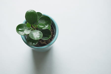plant, leaves, small, close-up thumbnail