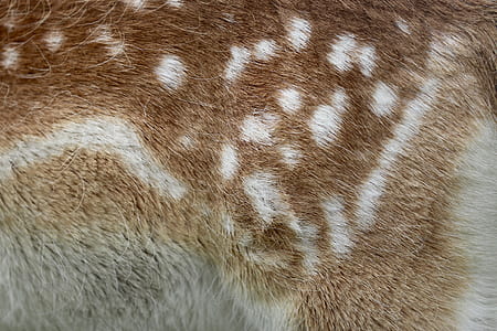closeup photo of brown doe skin thumbnail