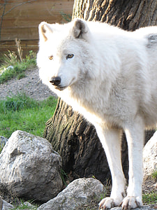 white coated dog standing beside the tree thumbnail