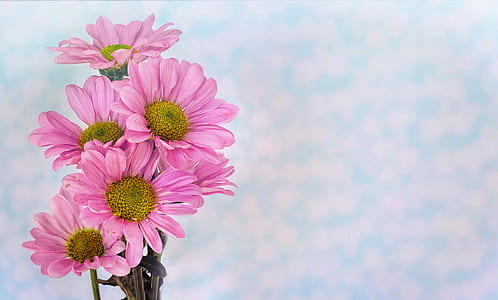 pink daisy thumbnail
