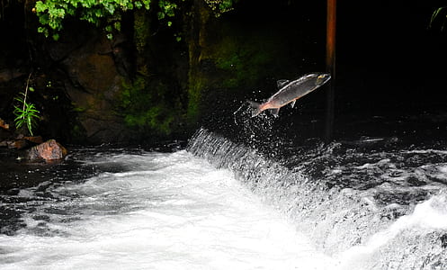 fish on top on body of water at daytime thumbnail