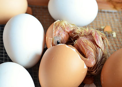 yellow chick hatching beside white eggs at daytime thumbnail