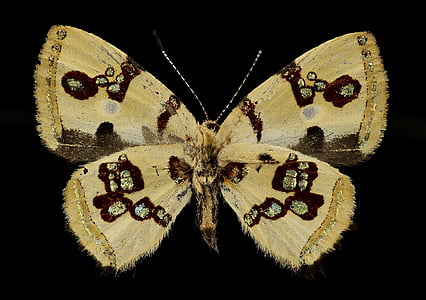 brown and black butterfly thumbnail