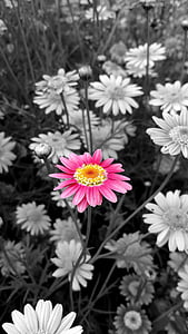 selective color of pink petaled flower thumbnail