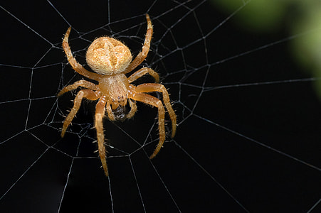 macro photography of orange barn spider on web thumbnail