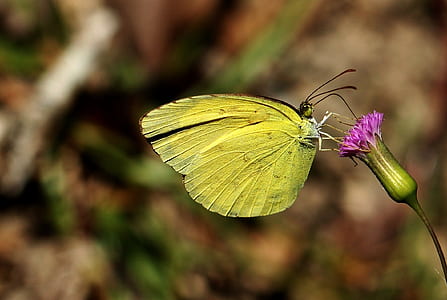 selective focus photography of butterfly perched on flower thumbnail
