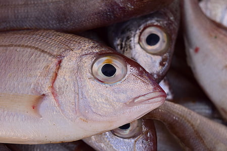 school of fish thumbnail