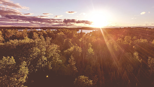 green leaf tree with sun rise background thumbnail