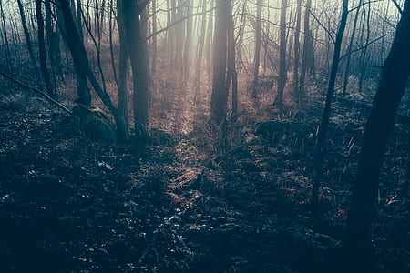 bare trees photo thumbnail
