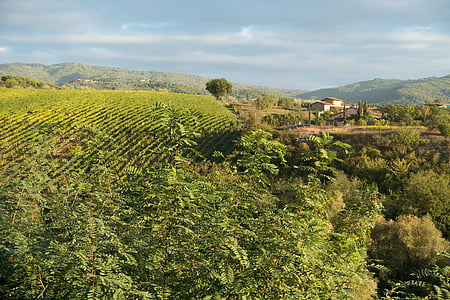 green trees thumbnail