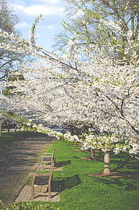 brown wooden benches on park during daytime thumbnail