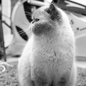 grayscale photo of cat thumbnail