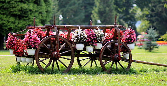 plants on carriage thumbnail